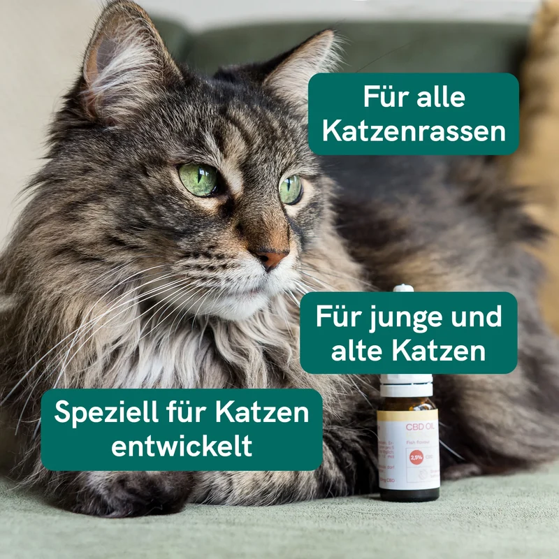 CBD Öl für Katzen (2,5%) Fisch