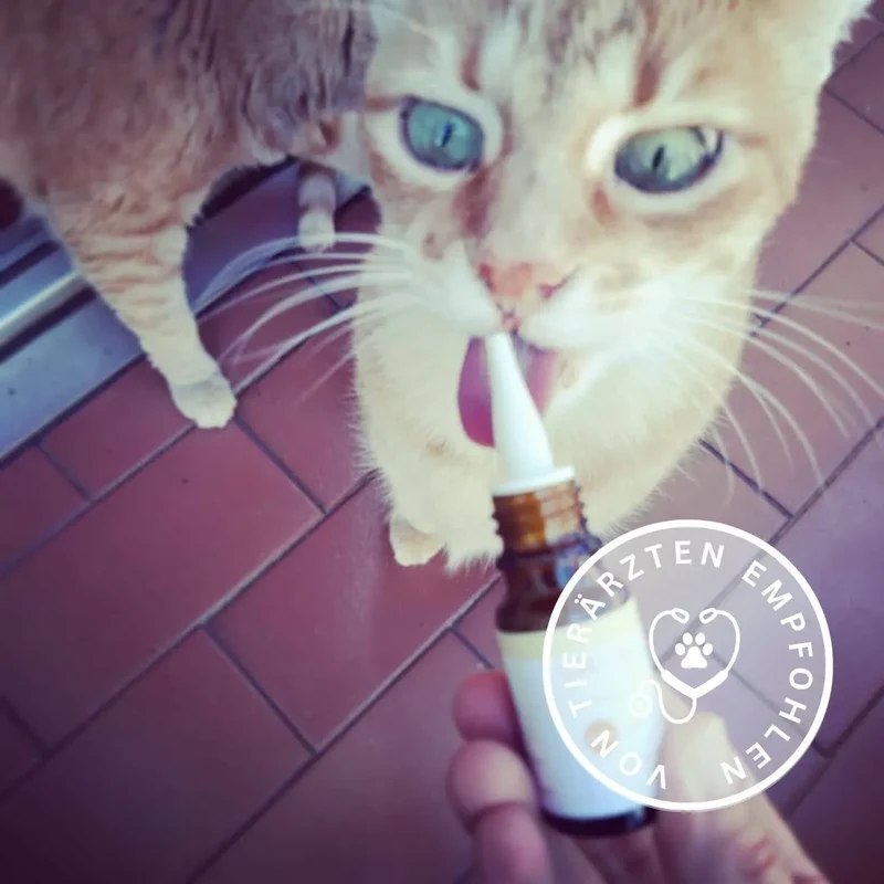 Öl für Katzen - Fisch (2,5%)