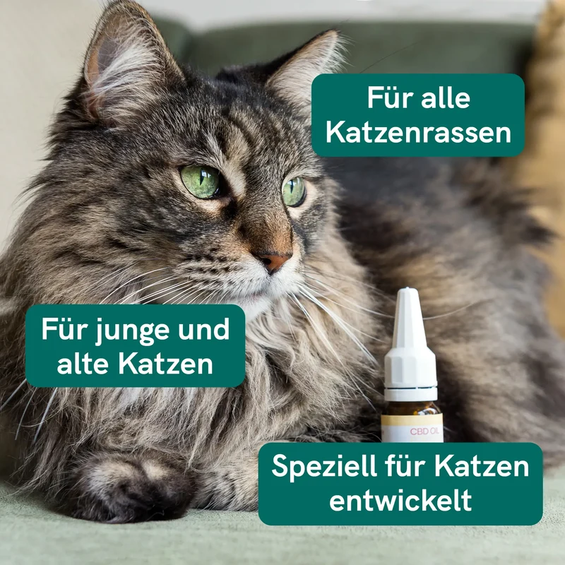 CBD Öl für Katzen - Fisch (2,5%)