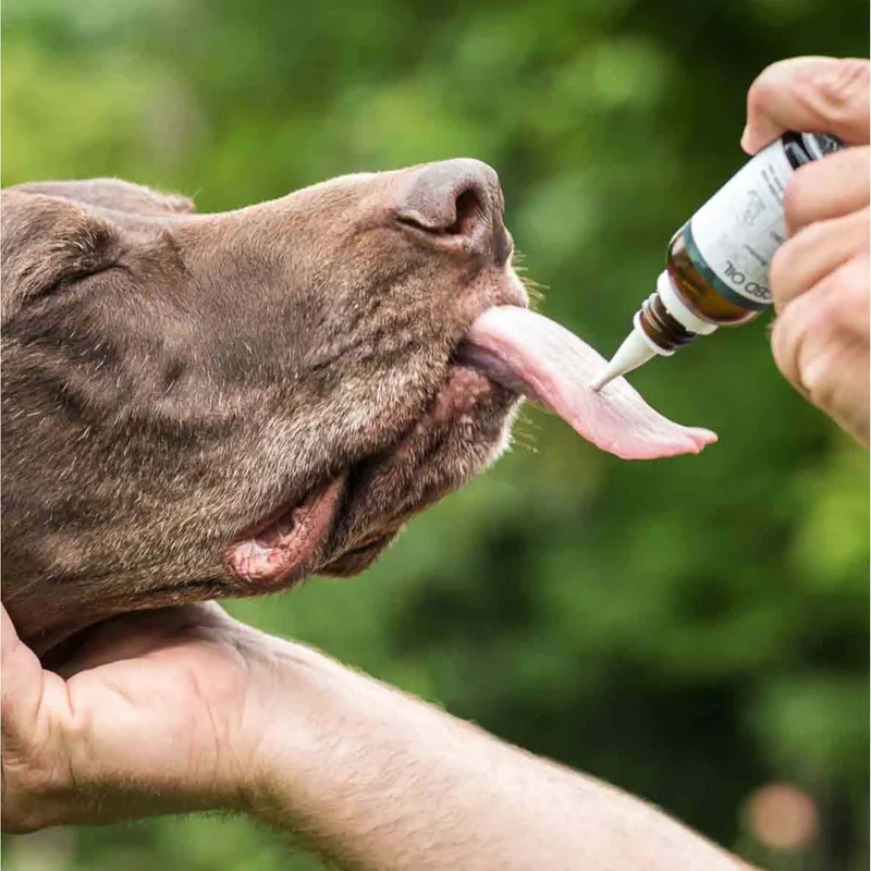 CBD Öl für Hunde (4%) Rindgeschmack