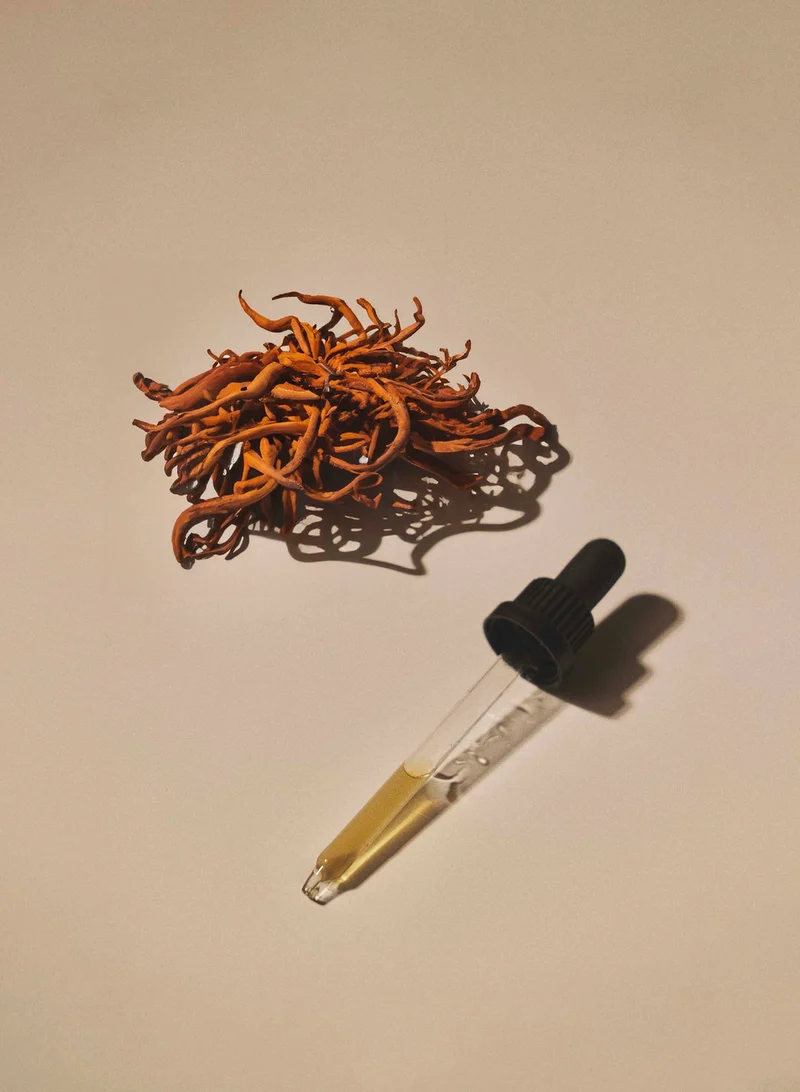 Cordyceps Extrakt