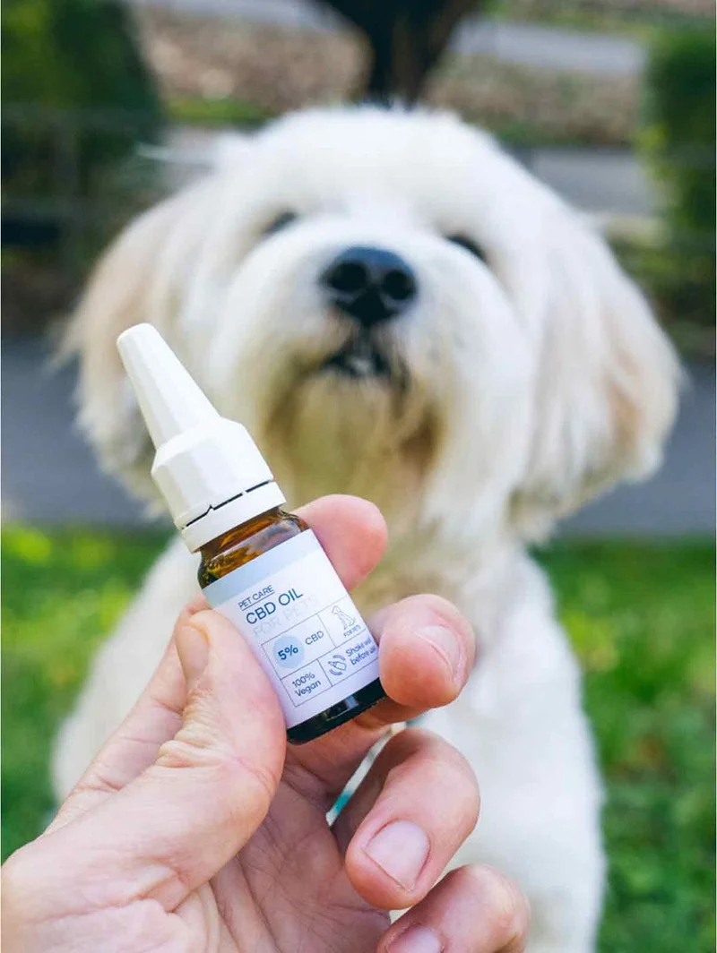 3FÜR2: CBD Öl für Tiere - für ICWB Leser