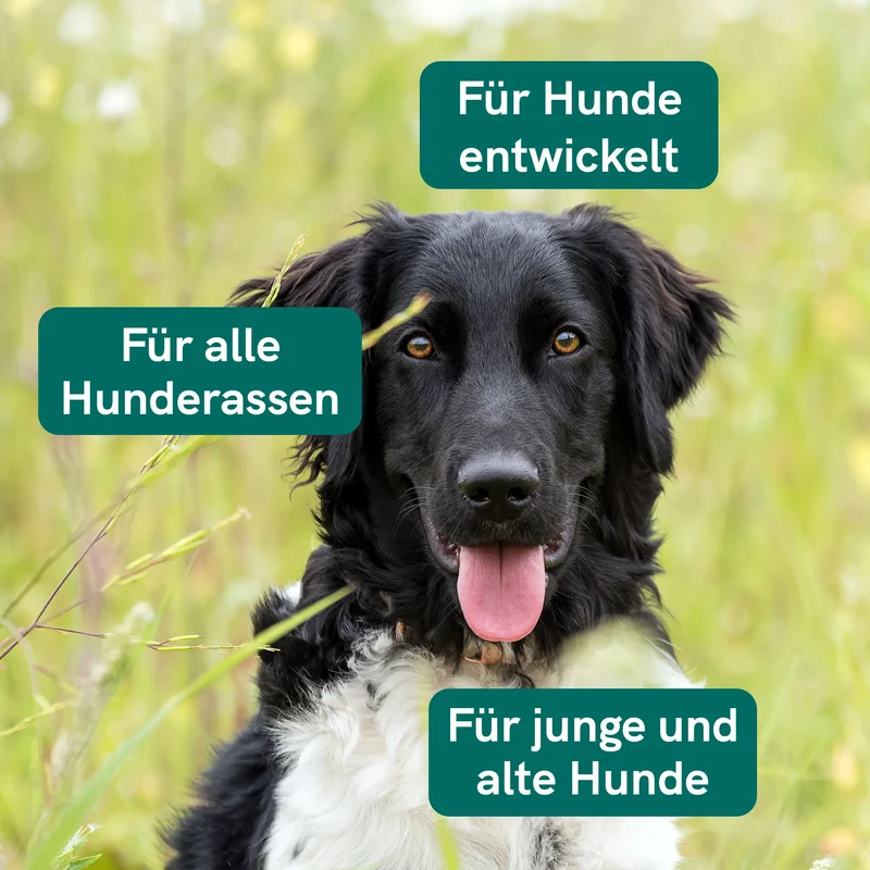 3er-Pack: CBD Öl für Hunde - Rind (4%)