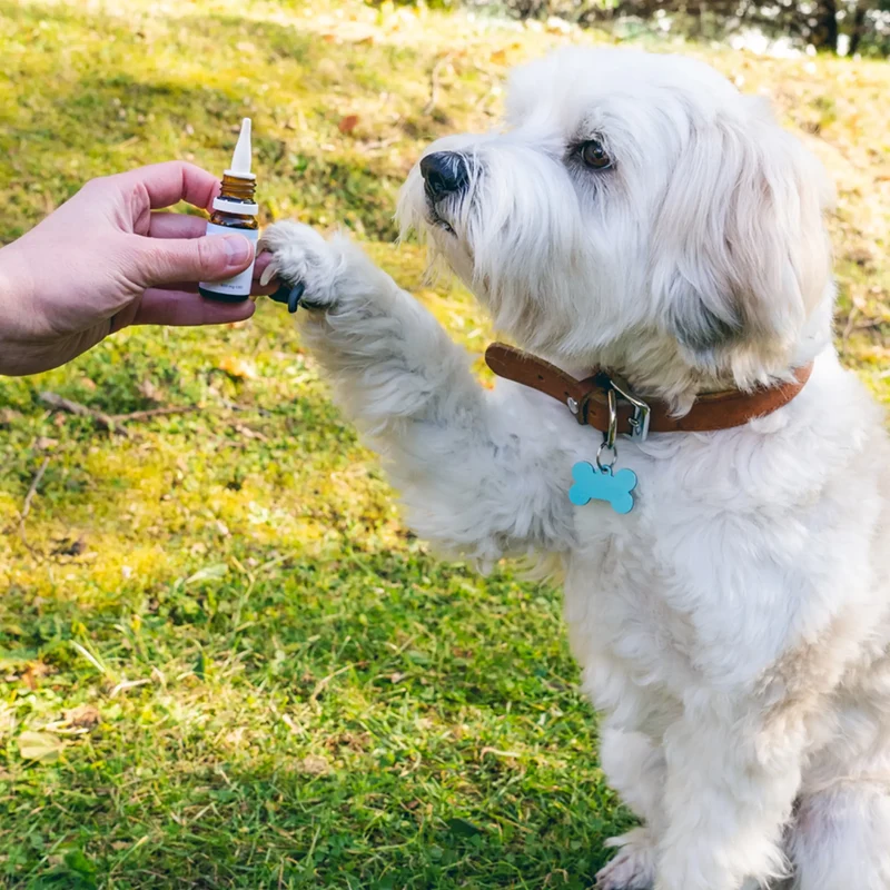 3er-Pack: CBD Öl für Hunde - Rind (4%)