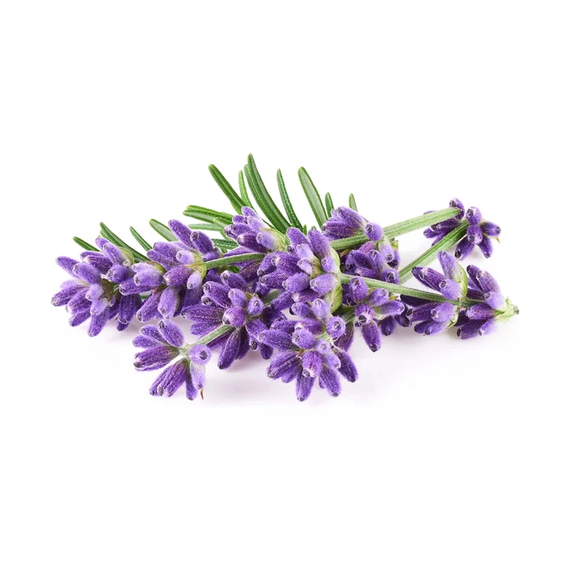 Essential Oxygen | Reiniger für häufig berührte Oberflächen, Lavendel (946ml)