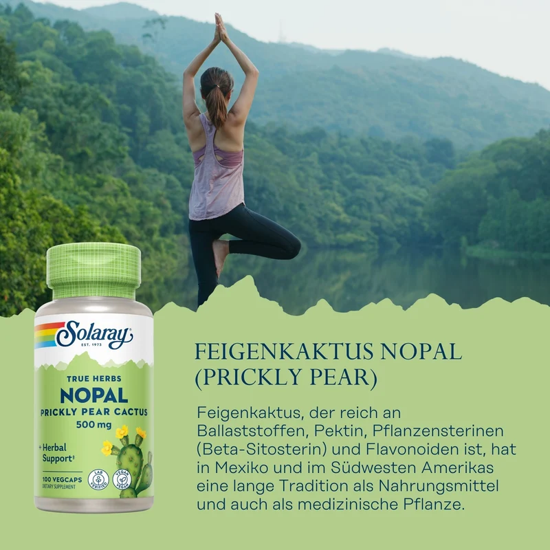 Feigenkaktus Nopal
