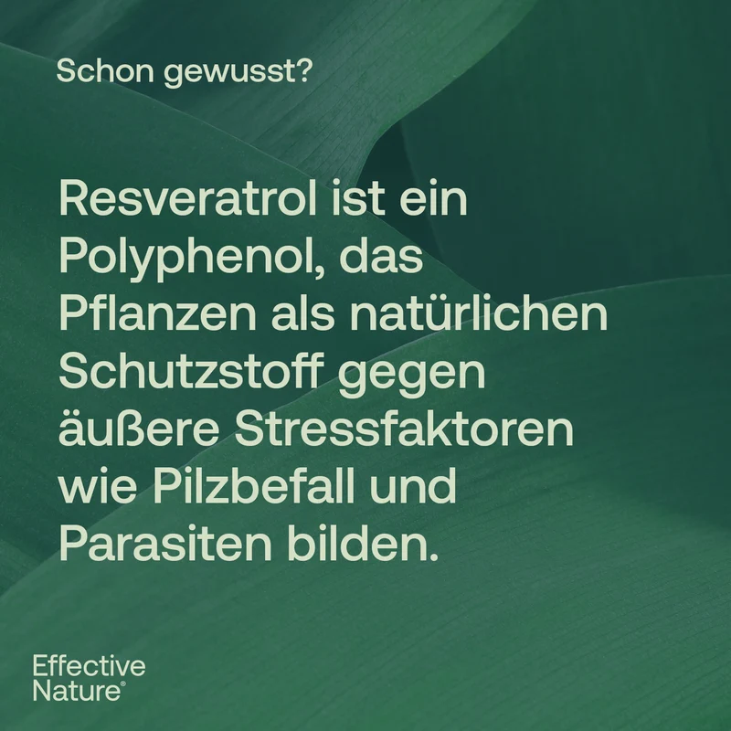 Resveratrol