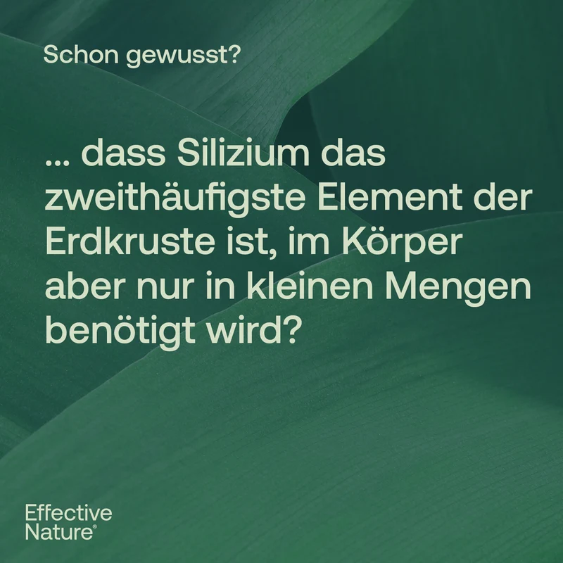 Silizium hochdosiert Kapseln