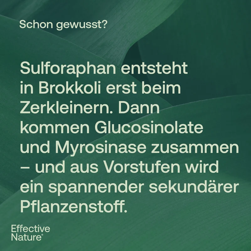 Sulforaphan - Hochdosierter, natürlicher Brokkoliextrakt